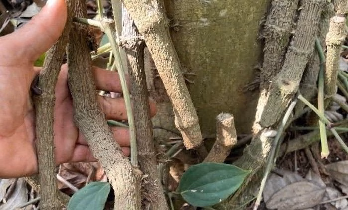 Một gốc tiêu bị chặt phá nghiêm trọng, khiến cây không thể phục hồi.