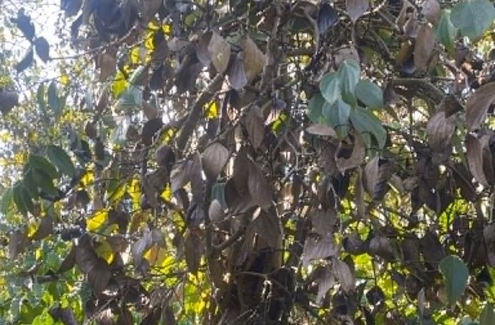 Những trụ hồ tiêu bắt đầu khô lá sau khi bị kẻ gian triệt hạ phần gốc.